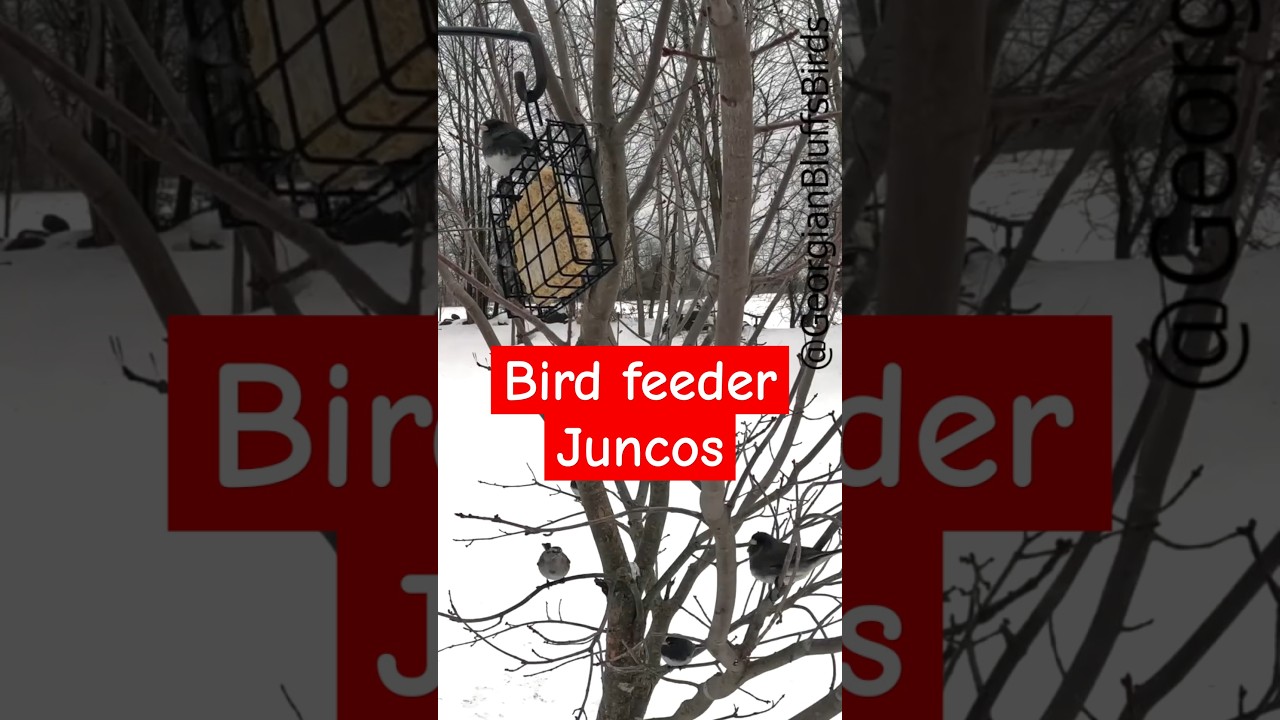 Relaxing ASMR Backyard Bird Sounds | Juncos #soundsofnature #whitenoisechannel #backyardanimals