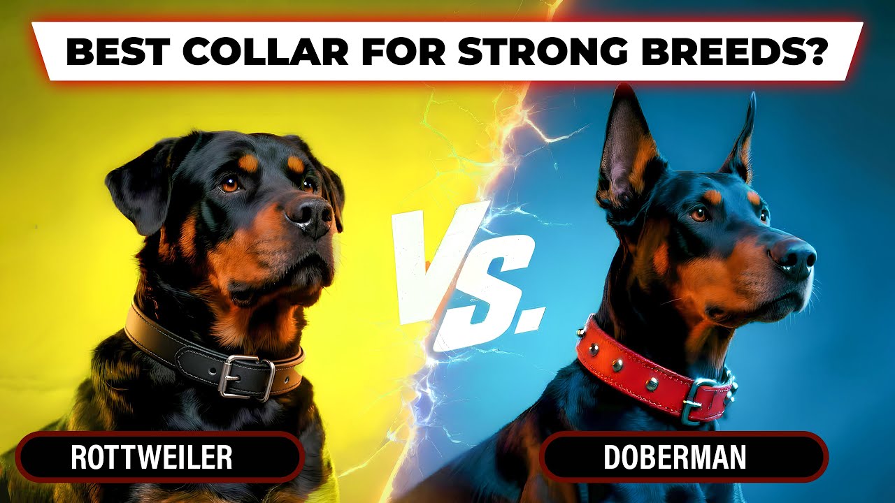 Best GPS Dog Collar for Strong Dogs: Doberman vs Rottweiler Comparison!