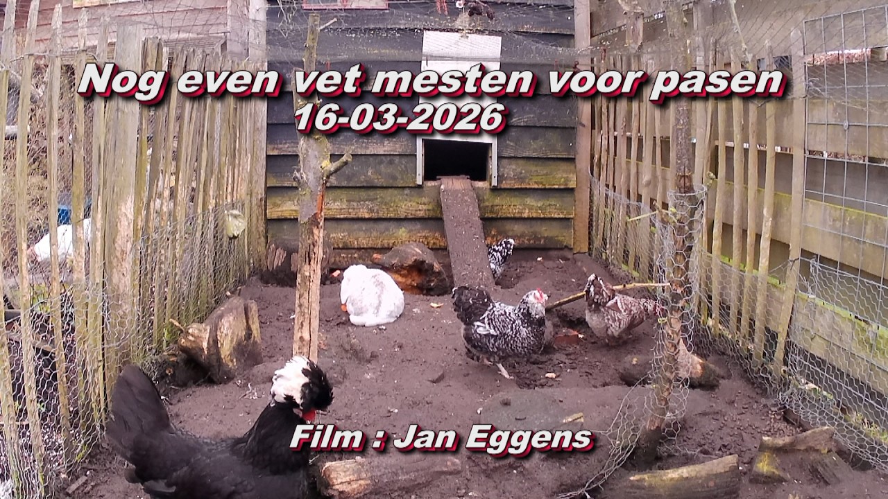 Nog even vet mesten voor pasen 16 03 2026