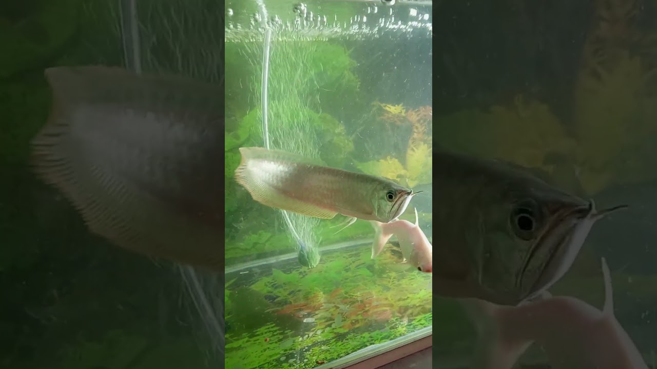 arowana fish tank cleaning