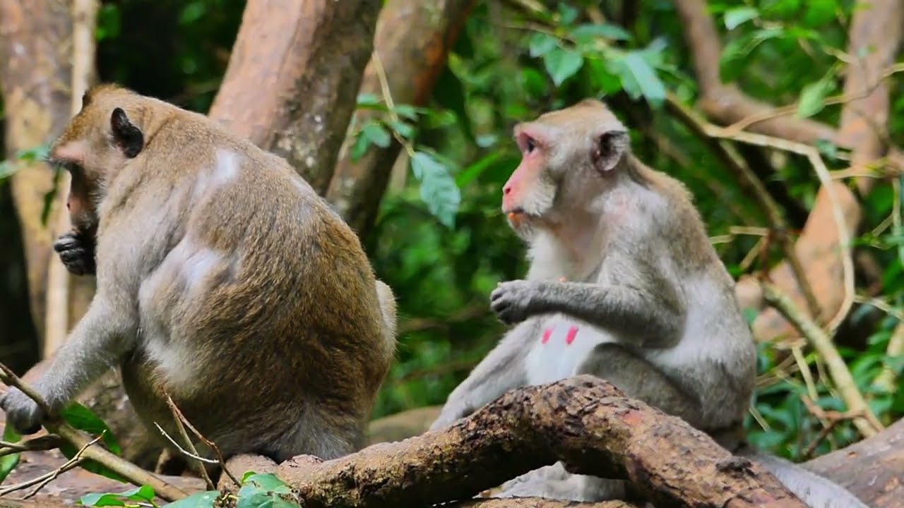 Jane monkey and Jazzy when eating some food ready They find place for relaxes in day time