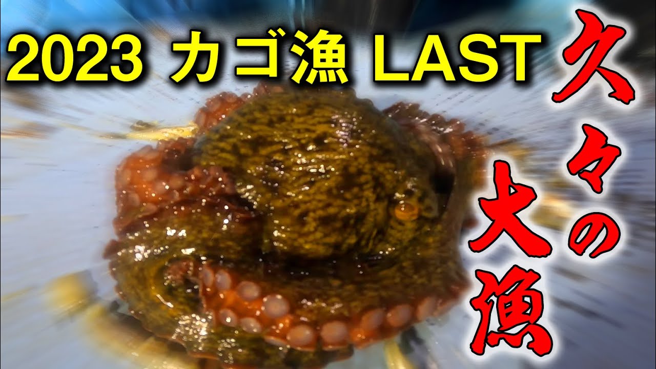 [マニア向け]高級タコが久々の大漁！果たして合計金額は？当然ガチ漁です！