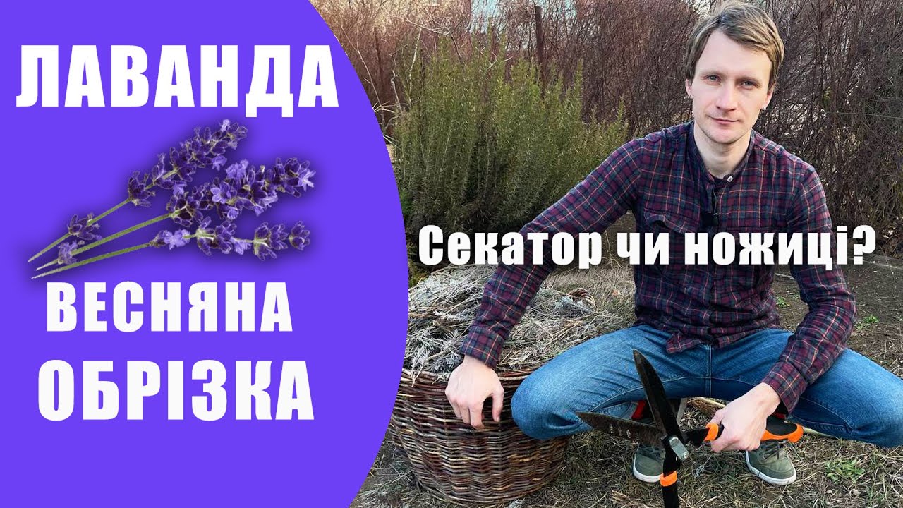 ЛАВАНДА. Як обрізати лаванду коротко. Стрижка лаванди секатором та садовими ножицями