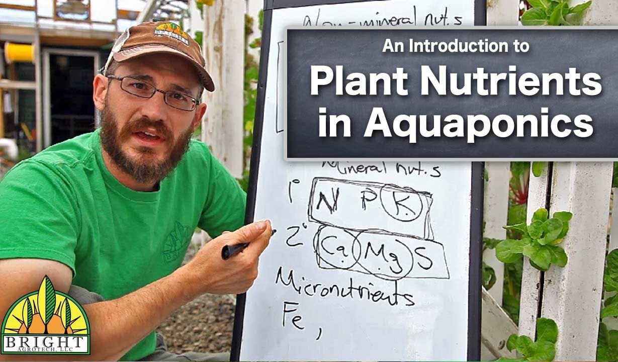 How to Manage Plant Nutrients in Aquaponics