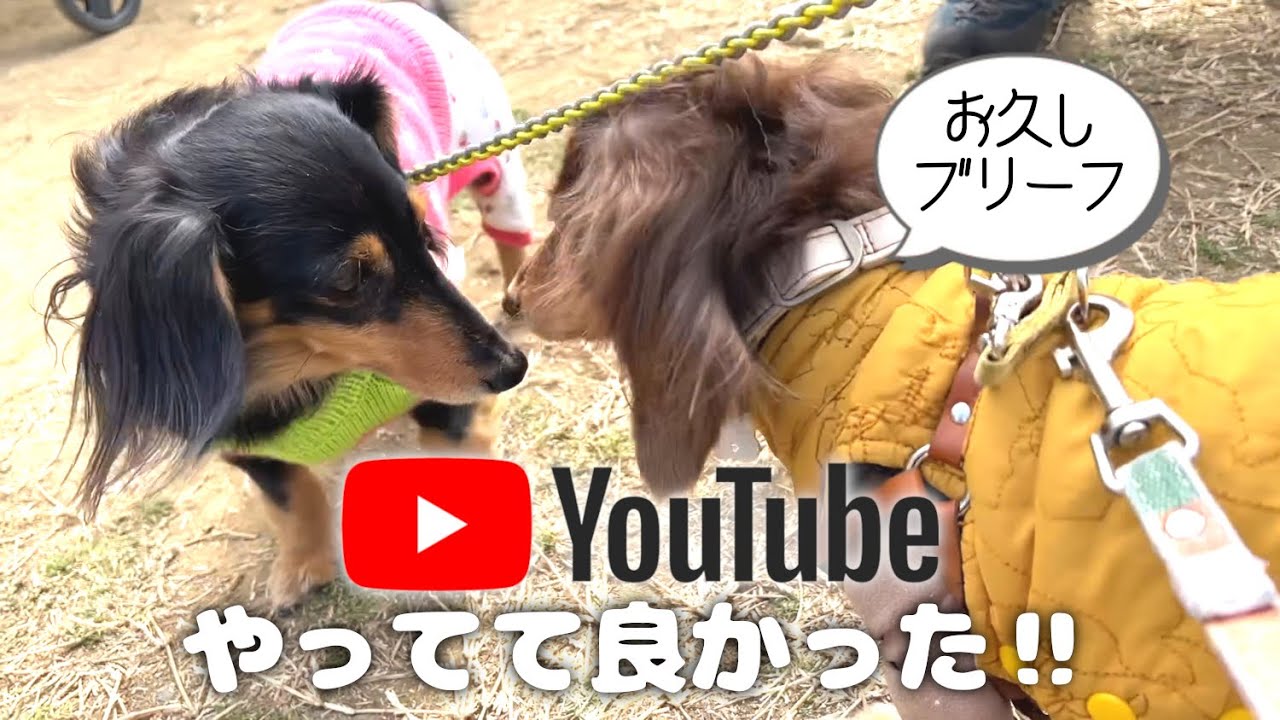 【保護犬の再会】YouTubeやってたら一緒に保護されて別々のお家の子になったきょうだい犬に会えました🐶💓🐶@わんこのフェス(埼玉秋ヶ瀬公園) ペットショップの売れ残りと元保護犬とお出かけ