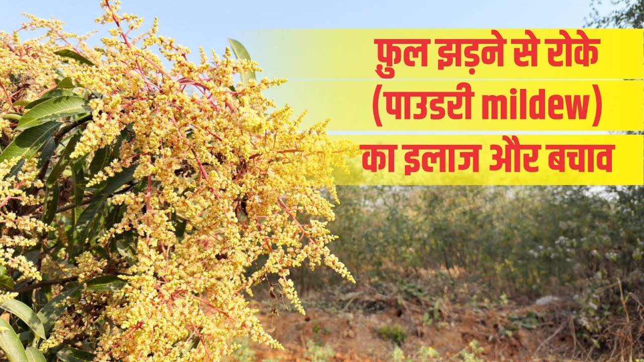 आम के फ़ुल झड़ने से रोके पाउडरी mildew से बचाव के उपाय।#imlakshmikant #mango #fungus 