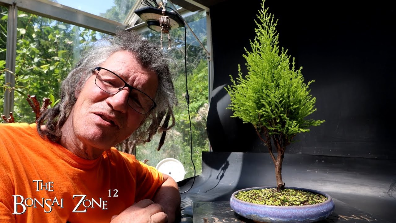Pruning My Lemon Cypress, The Bonsai Zone, August 2025