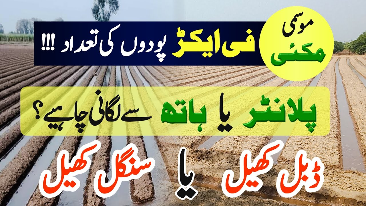 Ideal Plant Population for Autumn Maize || Sowing Method || Single or Double Kheel || Crop Informer