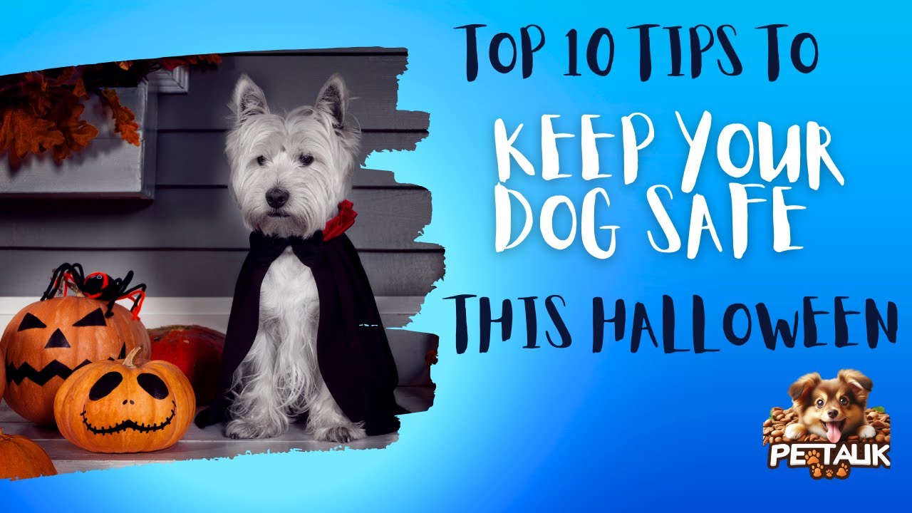 Top 10 Tips To Keep Your Dog Safe This Halloween #pettalk #halloween #dogsafety  #dogcostume