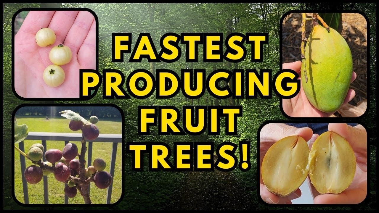 Top 7 Fastest Producing Fruit Trees (tropical)