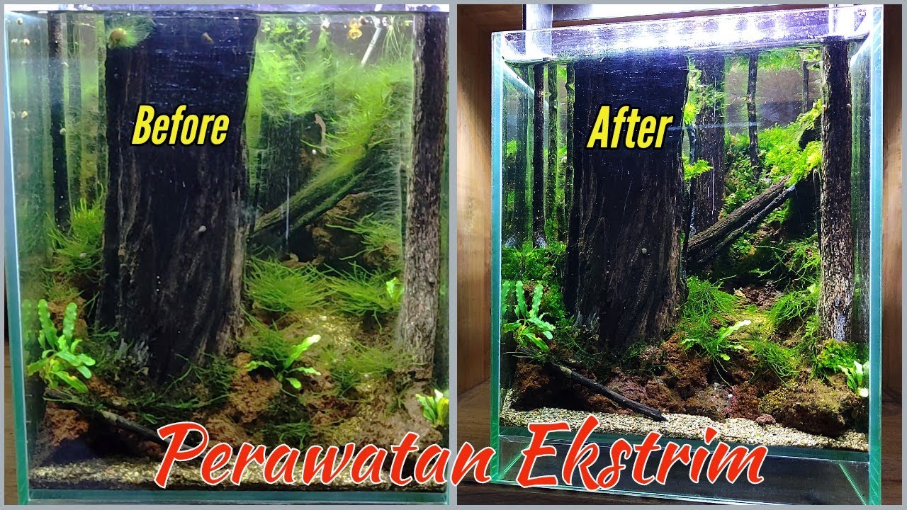 Mengatasi aquascape terserang alga rambut terutama pada tanaman moss