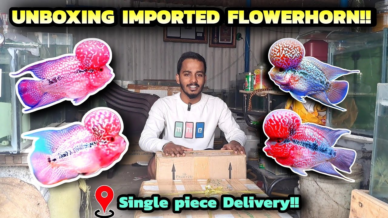வெளிநாட்டு கொண்டை மீன்கள் இறக்குமதி! | Imported flowerhorn fish | flowerhorn fish farm in coimbatore