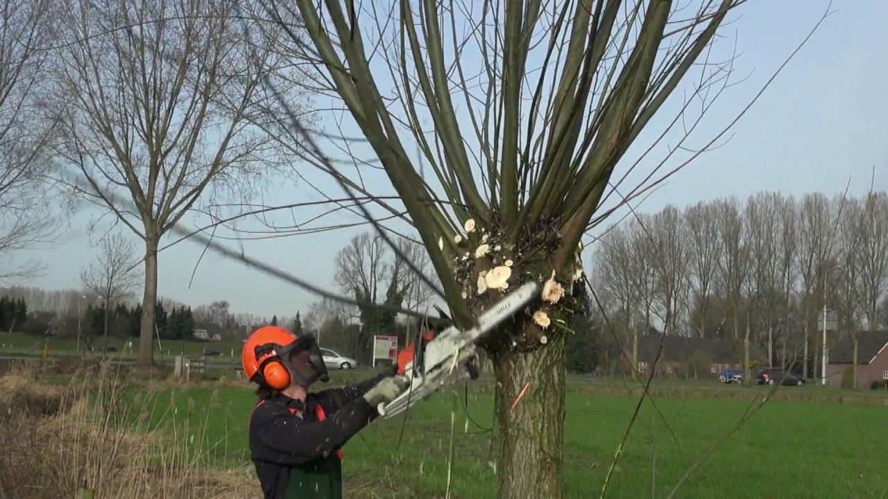 20170311 Knotwilgen Snoeien