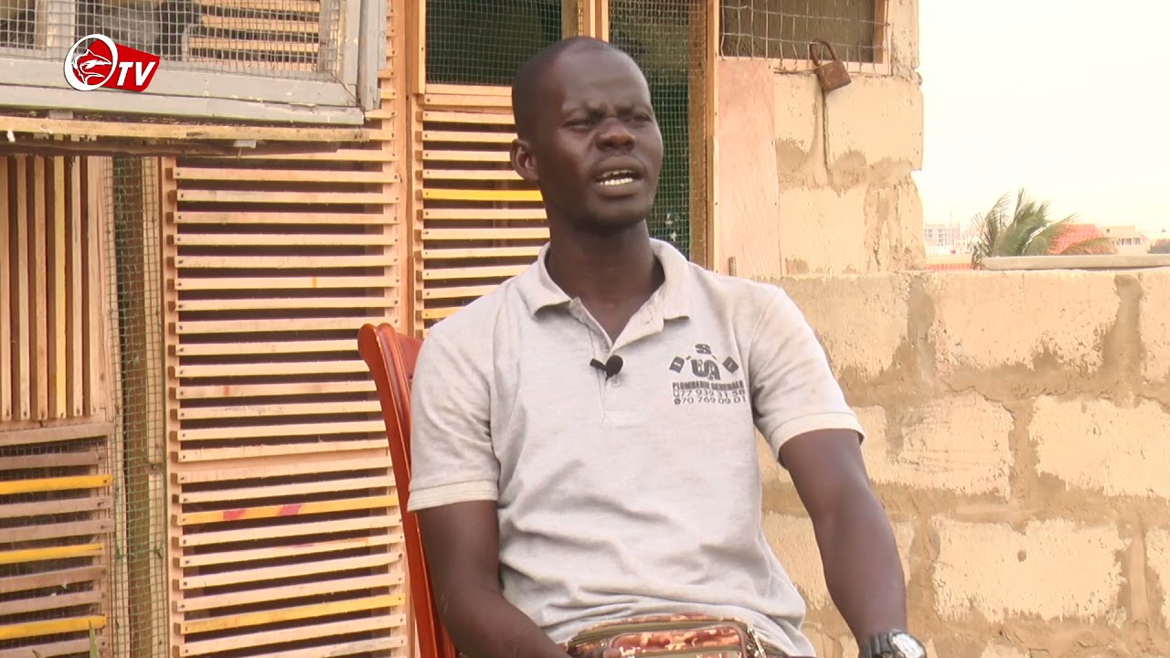 Pigeons Voyageurs :A la découverte du Champion de Colombophilie ,Zale Ndiaye Ouakam