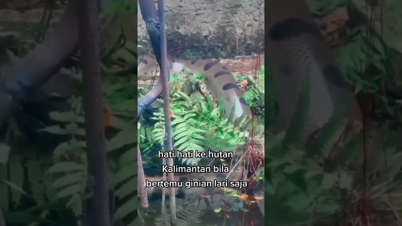 rawa kalimantan #trending #viral #shorts #borneo #bts