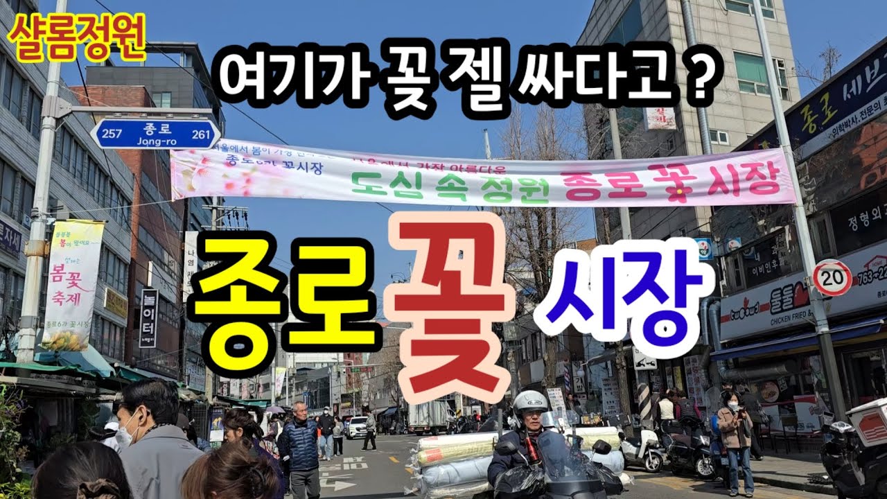 #종로꽃시장#봄꽃시장개장#봄꽃