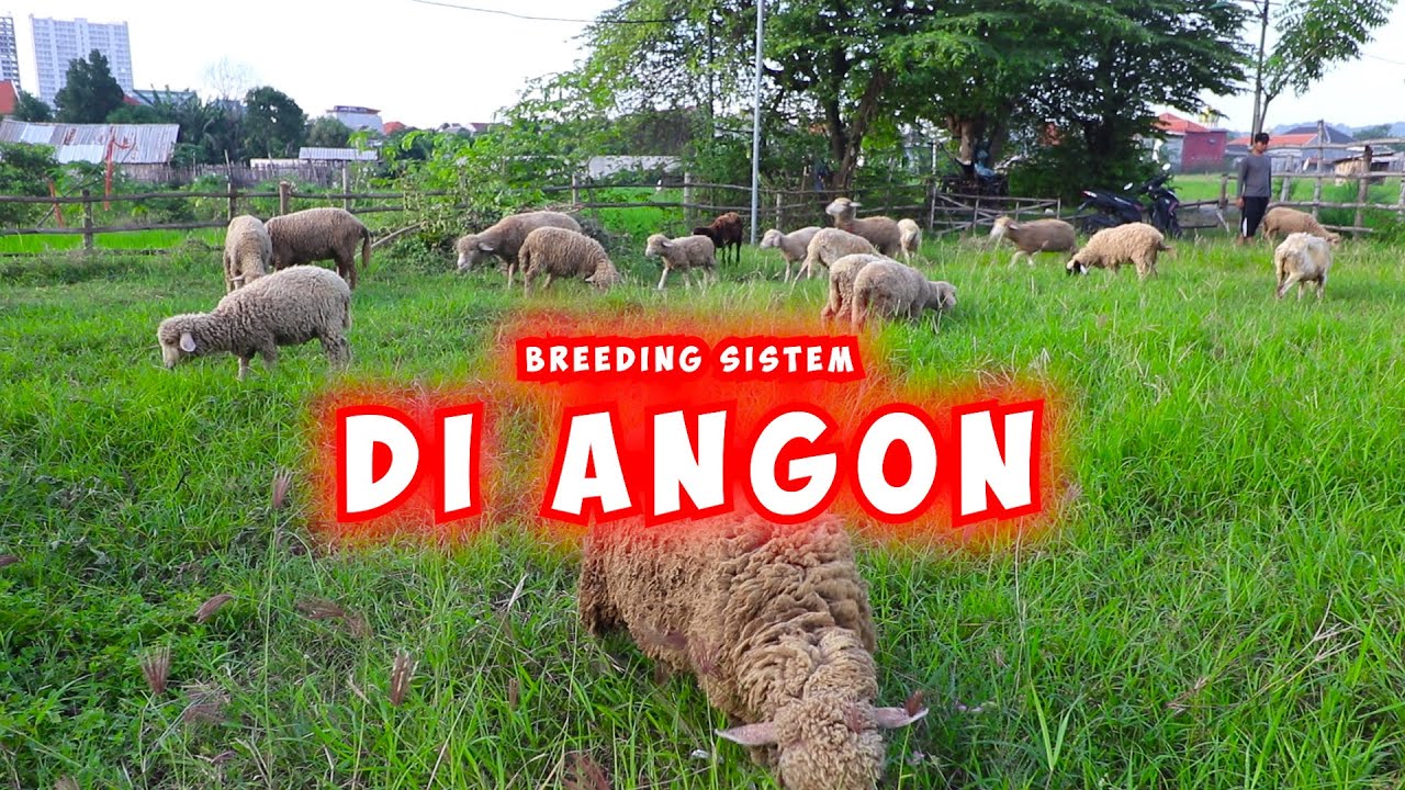 PETERNAKAN DOMBA SISTEM UMBARAN | VLOG#2