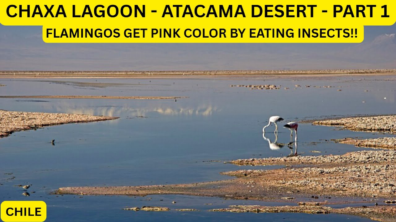 LAGUNA CHAXA | FLAMINGI | BIAŁE R&Oacute;WNINY SOLNE | PUSTYNIA ATACAMA - CZĘŚĆ 1 | CHILE -1 | BINU