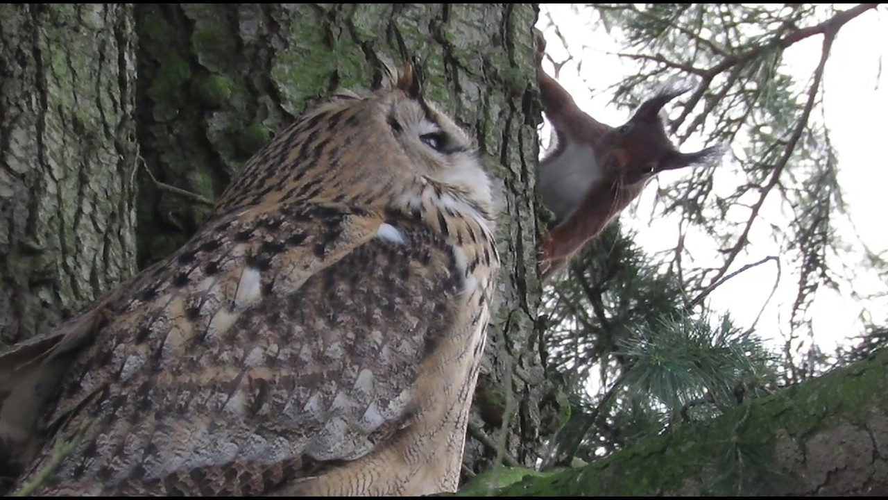A Brave Squirrel Meets a Giant Owl!