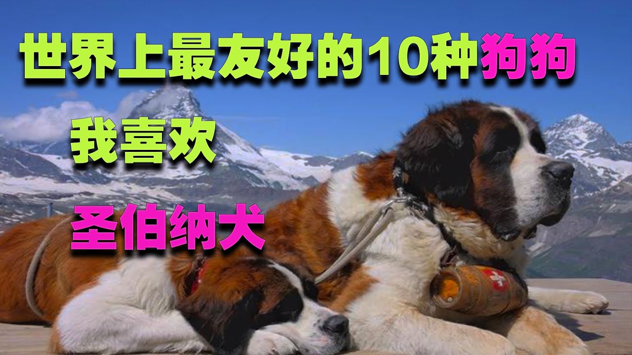 世界上最友好的10种狗狗