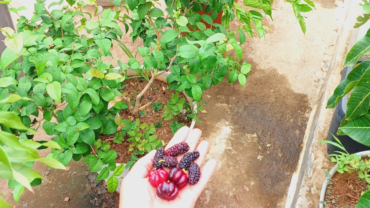 cantinho das frutas :pitangas pretas gigantes