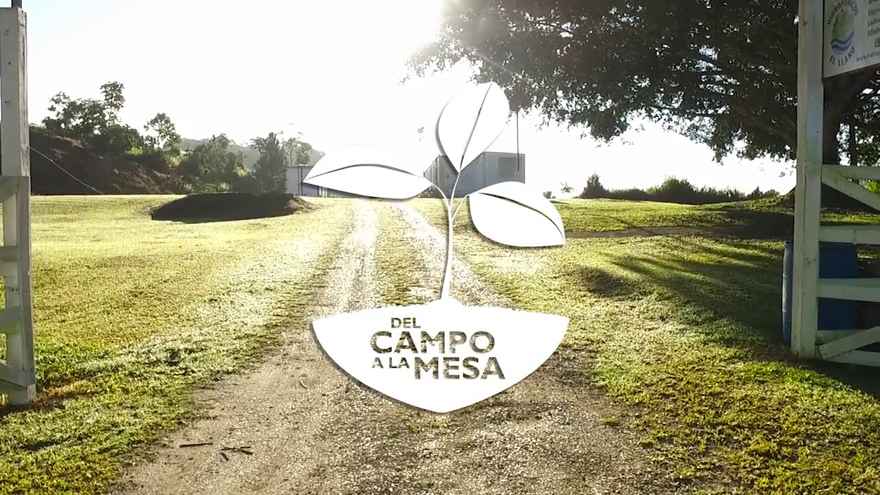 Del Campo a la Mesa - Siembra y cuidados de Microgreens y tomate Sun Cherry