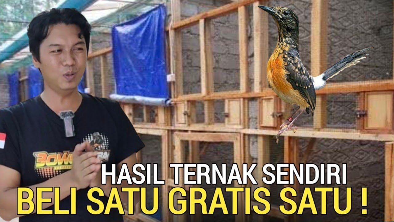 ENAK BENER ! BELI 1 GRATIS 1 EKOR HASIL DI TERNAK SENDIRI MURAI BATU PRESTASI BOWO MURAI JELAMBAR 