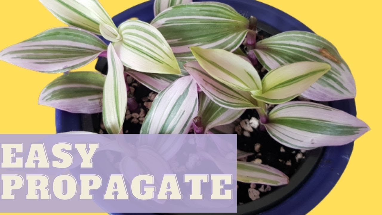 PROPAGATE TRADESCANTIA NANOUK WITH CUTTINGS | How to Propagate Tradescantia Nanouk Cuttings in Soil