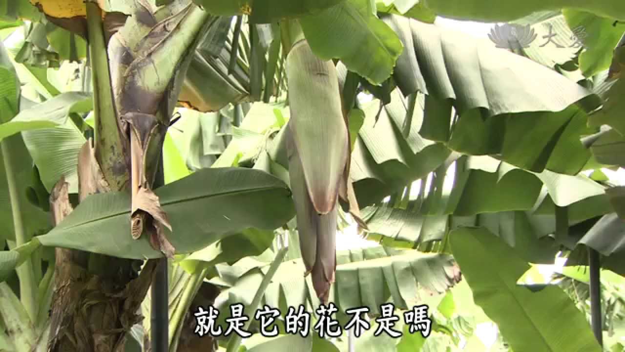 【呼叫妙博士】20140926 - 神奇的植物 - 香蕉