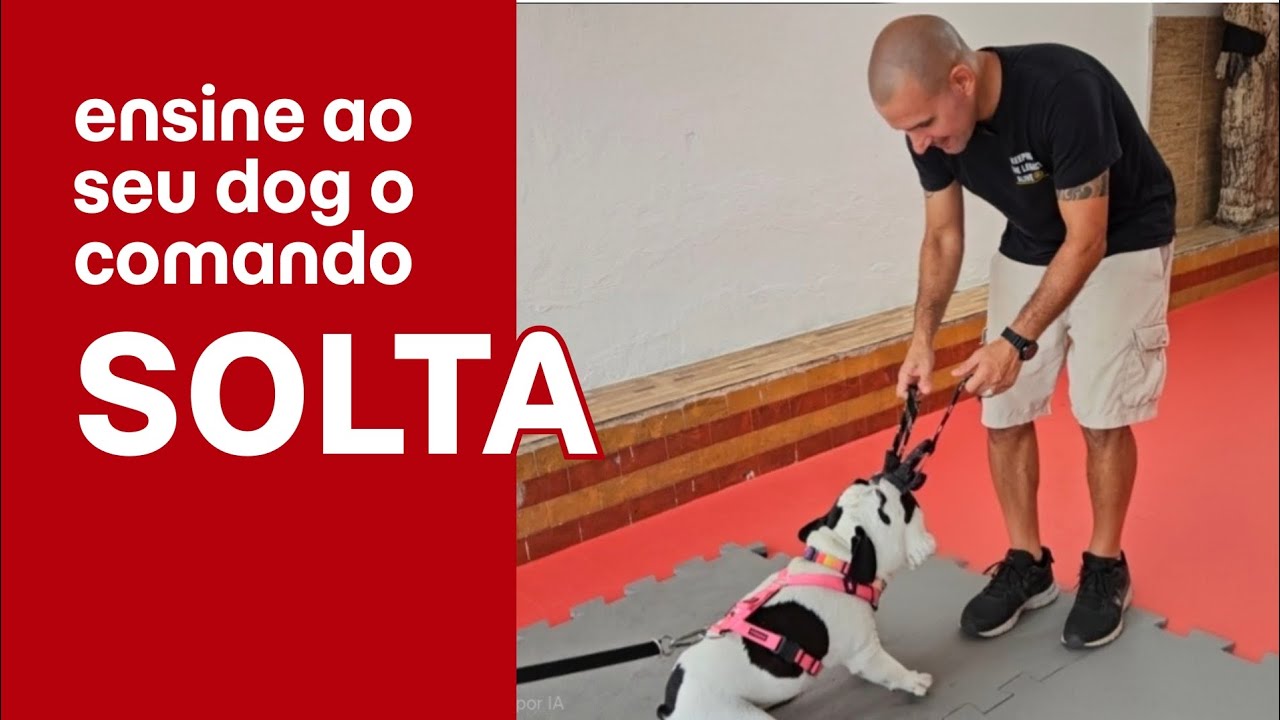 Seu cachorro não solta o brinquedo de jeito nenhum? 