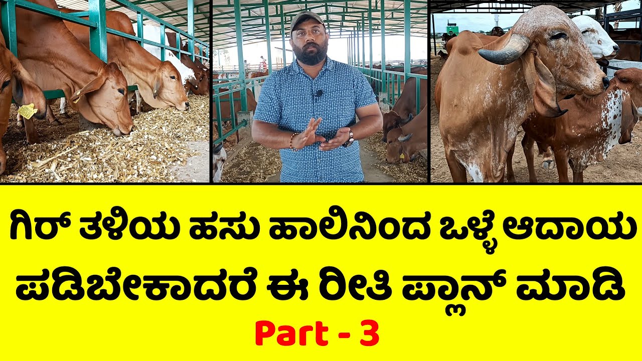ಗಿರ್ ಮತ್ತು ಸಾಹಿವಾಲ್ ಹಸುಗಳಿಂದ ಹೆಚ್ಚು ಹಾಲು ಪಡೆಯಬೇಕಾದರೆ ಈ ಕ್ರಮ ಅನುಸರಿಸಿ | Hebbevu Farms | Gir Cow Farm