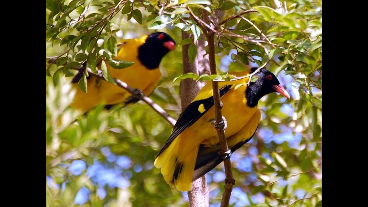 Amazing and Most Beautiful Birds of Kerala, India