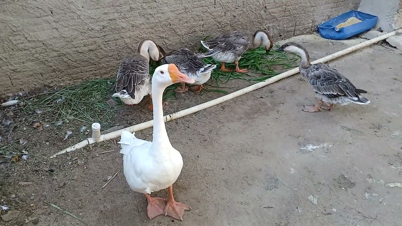 AS GANSAS PÕE OVOS TODOS OS DIAS ? 10/03/2026