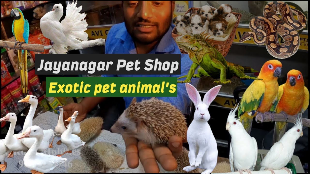 Exotic pet animals in Bangalore | Kannada Vlog | Pets for sale | Jayanagar Pet shop | Exotic Birds