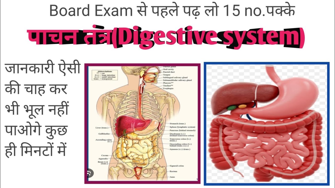 पाचन तंत्र (Digestive system ) | Video | Class | Board exam | class 10 | science | jaruri jankari...