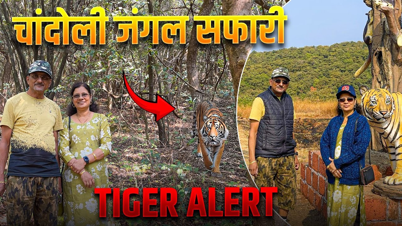 चांदोली जंगल सफारी | वाघांची भीती आणि निसर्गाचा थरार | Chandoli Special Vlog 