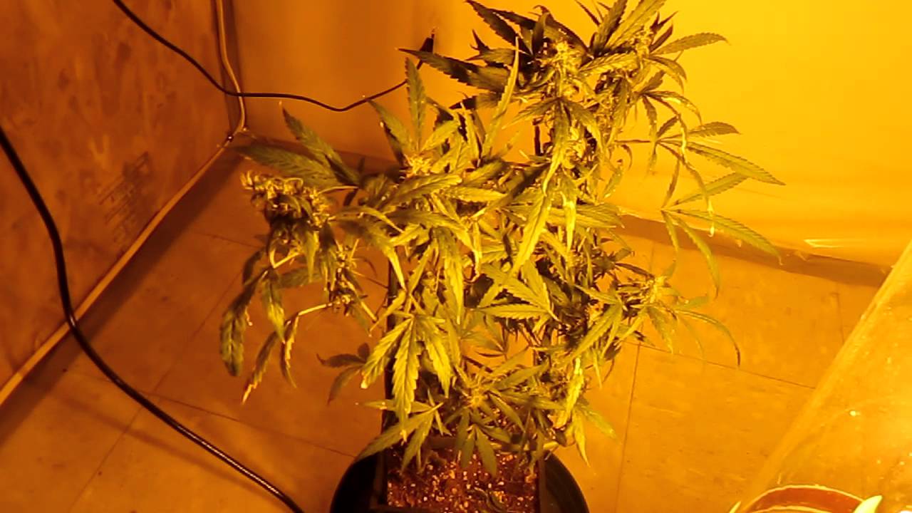 vertical scrog