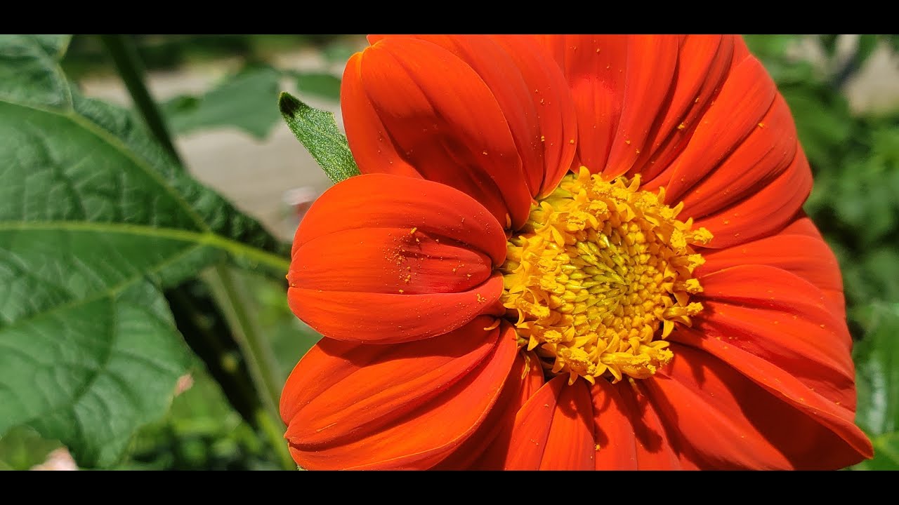 How to Companion Plant with Mexican Sunflowers - They are Allelopathic