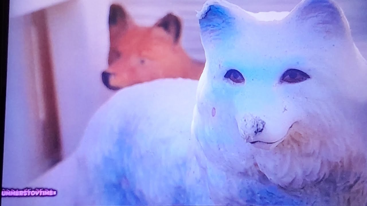 A Fox's Story *part 2* [original film by ×summerstoytime×] 『schleich fox and wolf short movie』