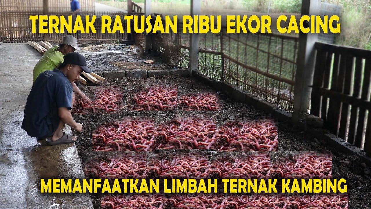 Modal Kecil CUAN BESAR, Ternak Ratusan Ribu CACING, Memanfaatkan Limbah Ternak Kambing Domba