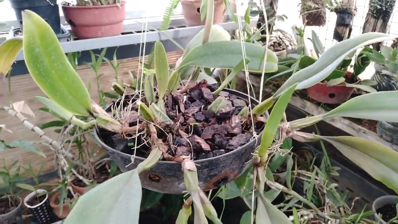 El calor y las orquídeas.