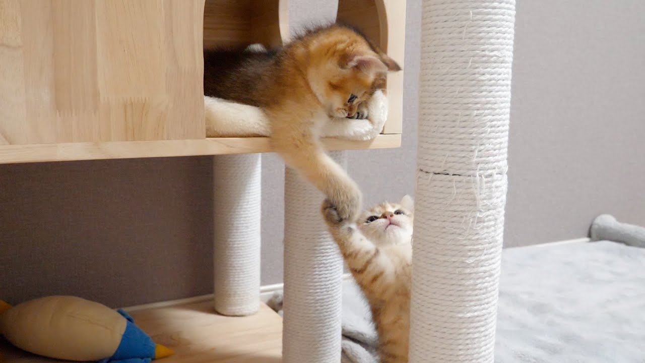 Kittens Chai and Mocha are like Romeo and Juliet!