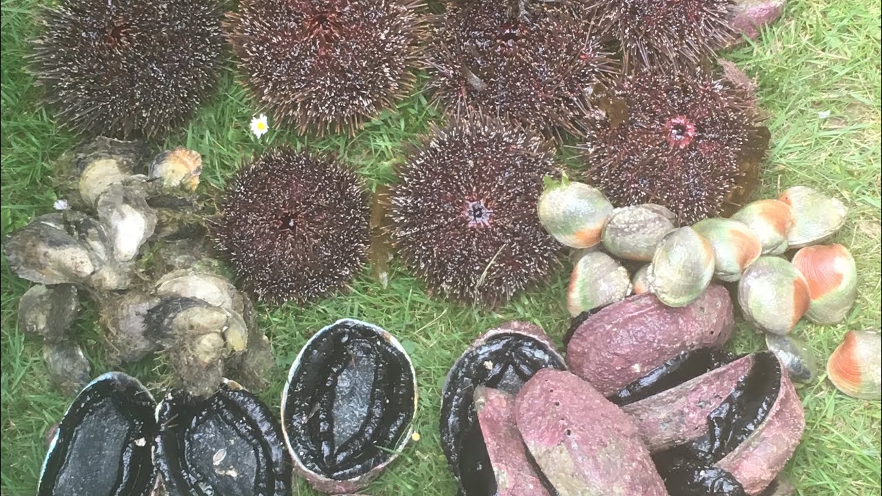 Catch n cook.paua,cockles,Kina and oysters with KATCH N KAI