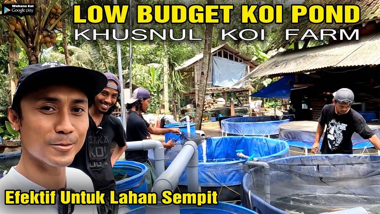 KOLAM KOI SEDERHANA LOW BUDGET HASIL MAKSIMAL