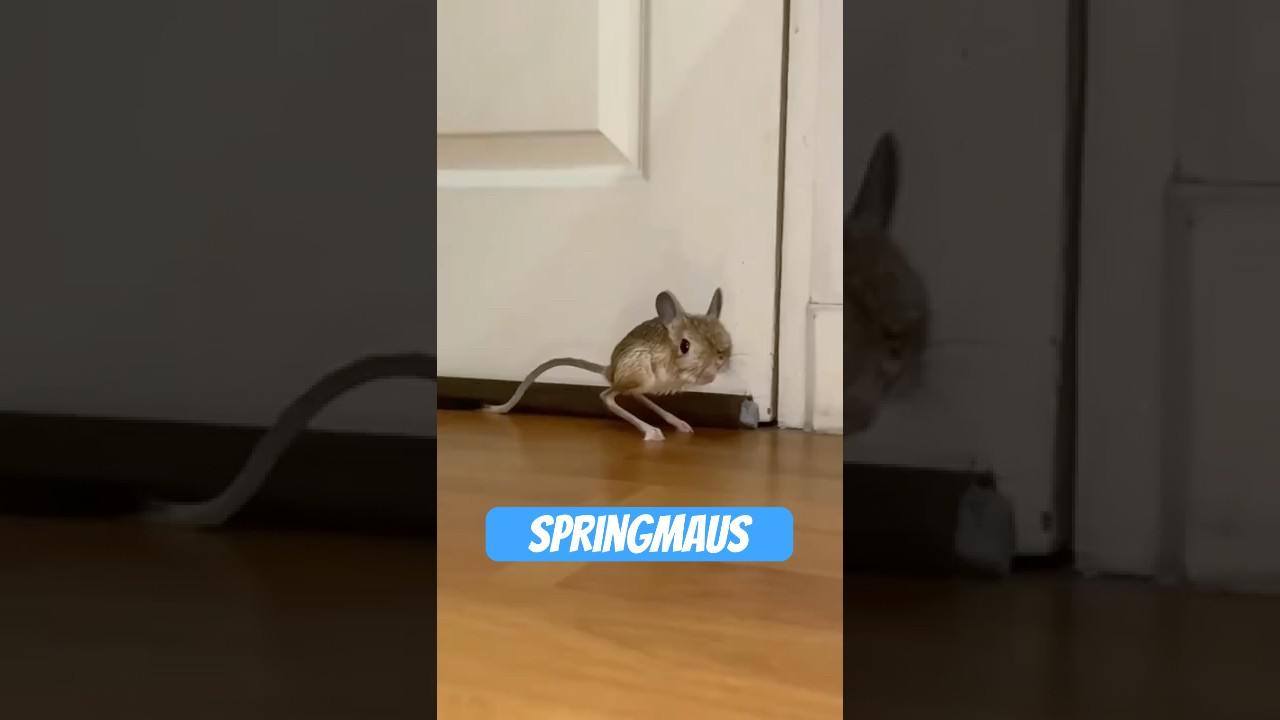 Springmaus &ndash; das Flummi der Natur