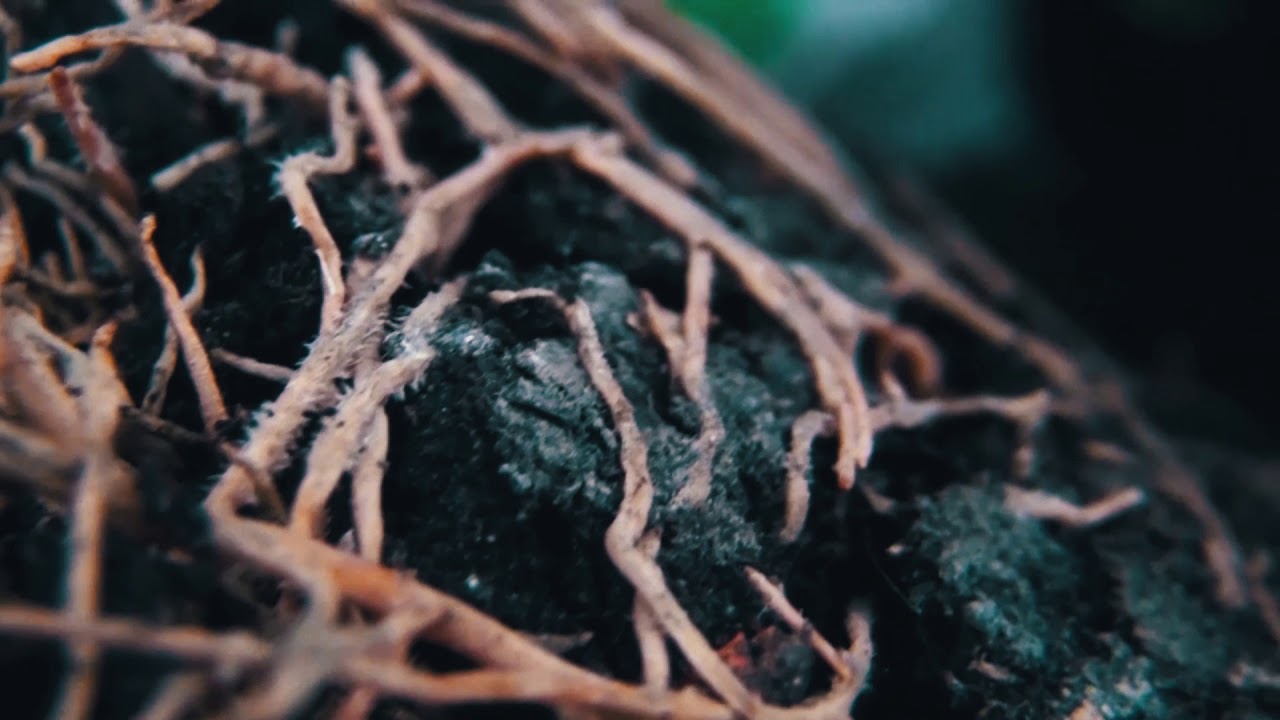 Selfmademusic - Birdy