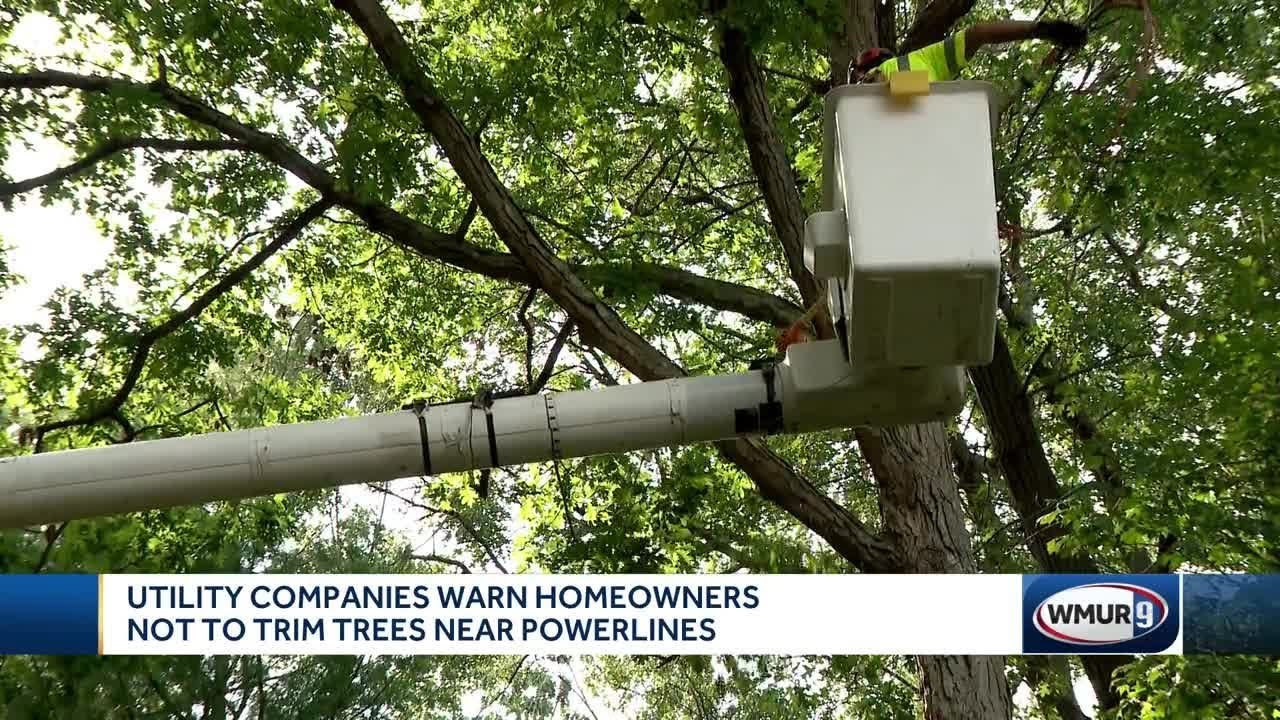 Utility companies warn homeowners not to trim trees near power lines