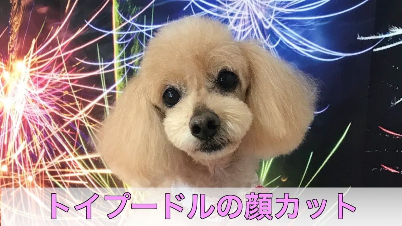 デザインカット実演！トイプードルのピーナッツカット！丁寧にゆっくり色んな角度から撮影