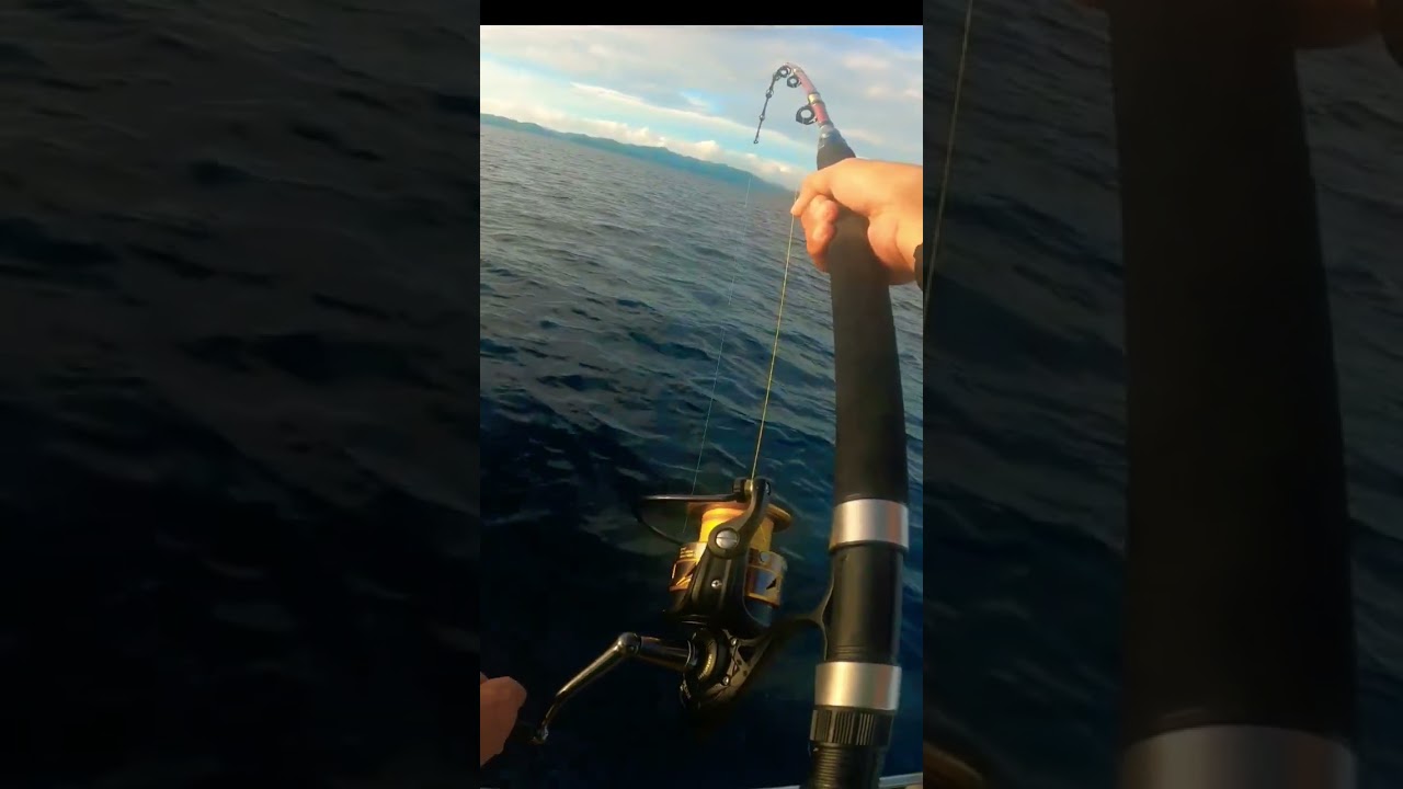 PENN BATTLE III 6000 vs Monster ruby snapper🎣 #fishingclubsorong #shorts #fyp #mancing #mancingmania