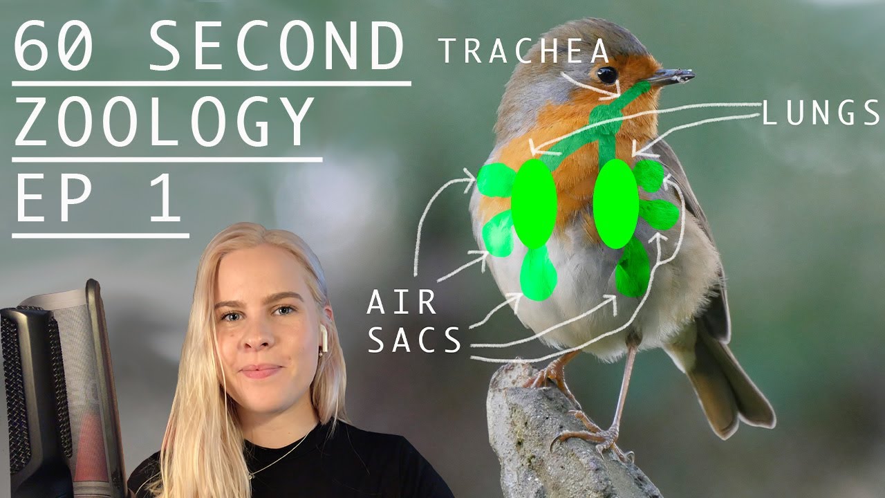 60 Second Zoology - Avian Respiration